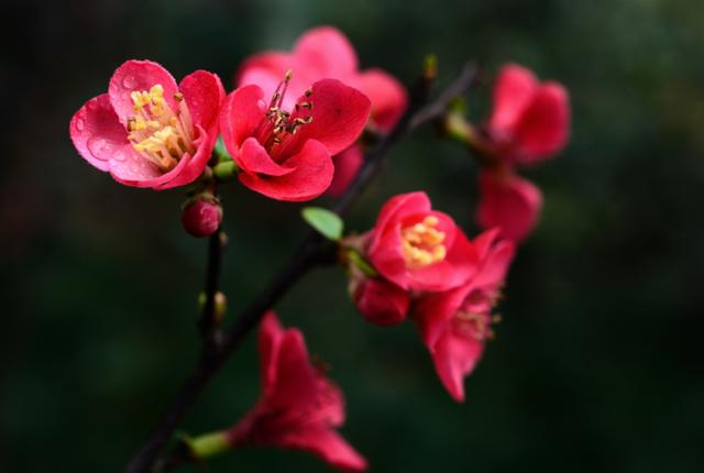 虽艳无俗姿 太皇真富贵，十首海棠的诗词，一起欣赏花中美人