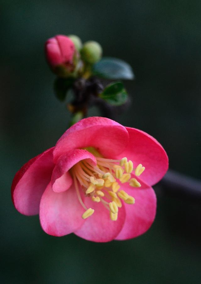 虽艳无俗姿 太皇真富贵，十首海棠的诗词，一起欣赏花中美人
